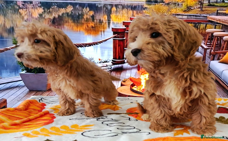 Cockapoo dogs - Advert 1