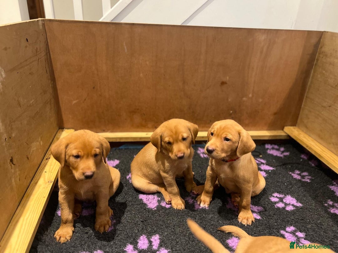 Labrador Retriever dogs for sale: Fox Red Labradors Puppies for Sale - Image 2