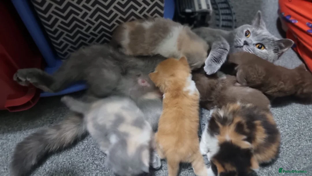 British Shorthair cats for sale: Pedigree Registered British Shorthair kittens   - Advert 17