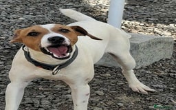 Mixed Breed dogs for adoption: Little Reggie wants to go home  - Image 8