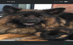 German Shepherd dogs for sale: Stunning Pedigree German Shepherd Puppies - Image 27