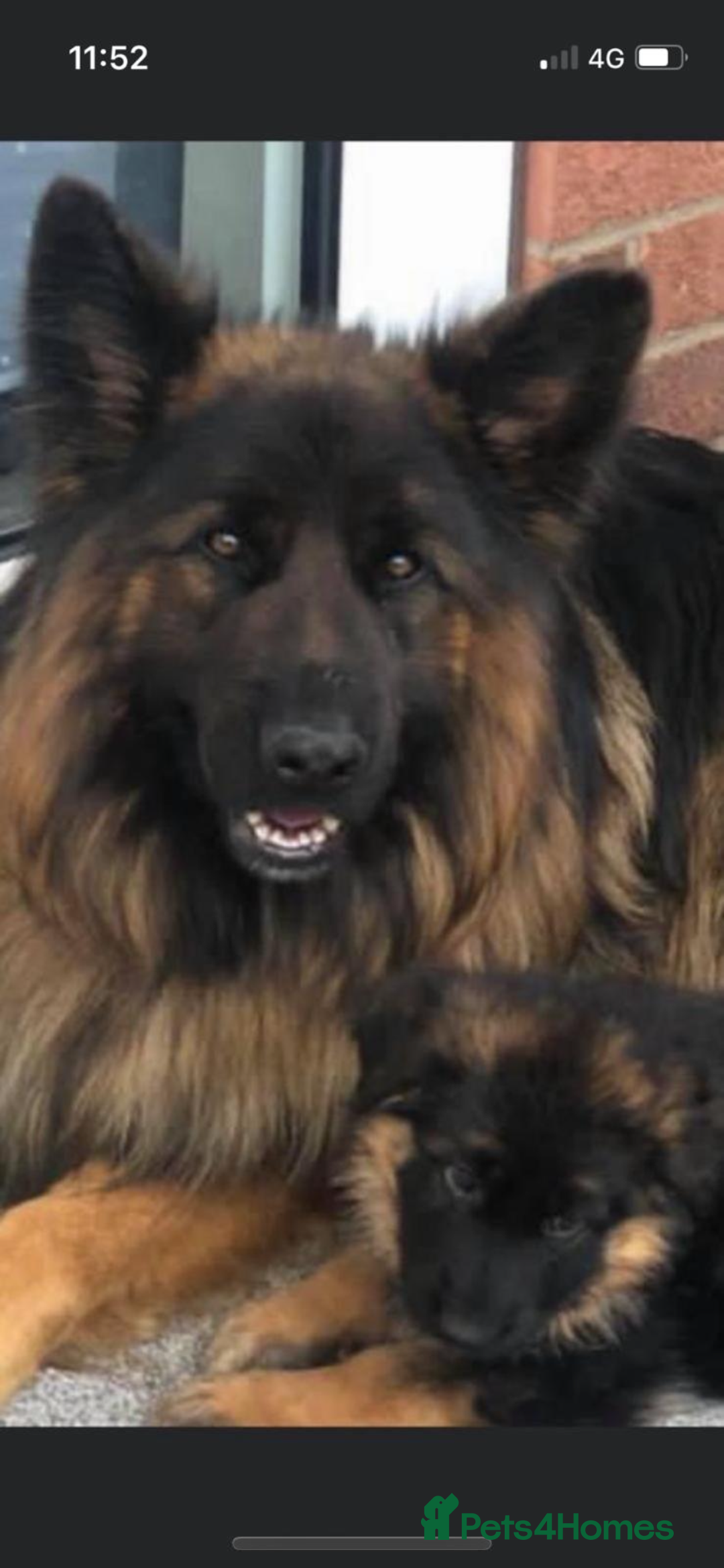 German Shepherd dogs for sale: Stunning Pedigree German Shepherd Puppies - Image 27