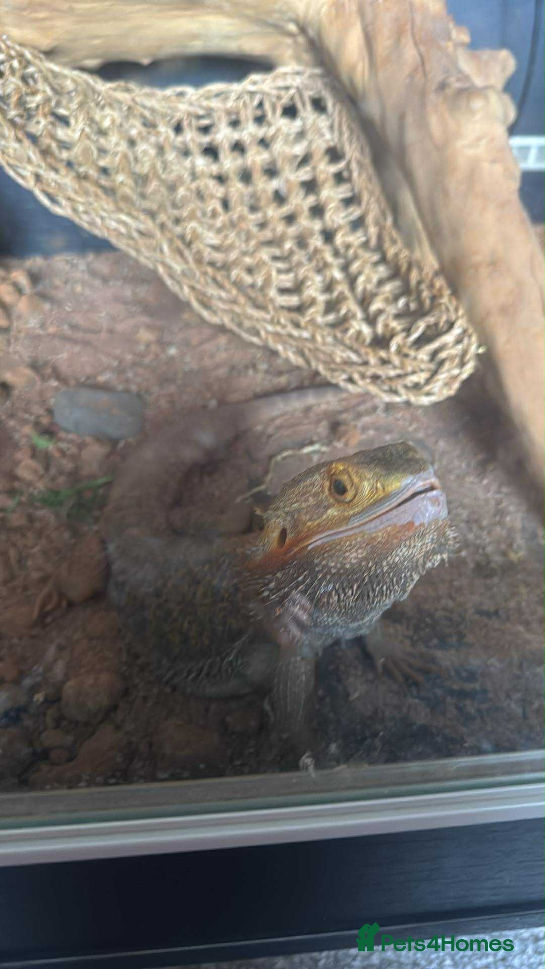 Bearded Dragon reptiles Bearded dragon  - Advert 1