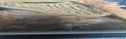 Bearded Dragon reptiles for sale: Bearded dragon  in Saint Austell - Advert 1