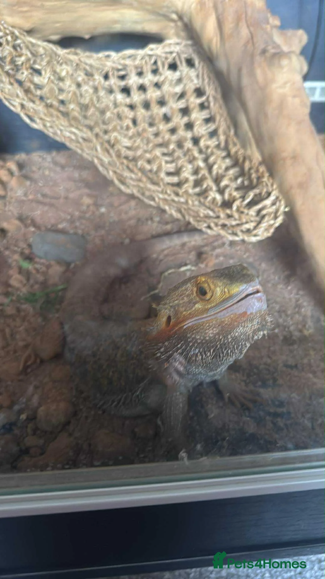 Bearded Dragon reptiles for sale: Bearded dragon  in Saint Austell - Advert 1