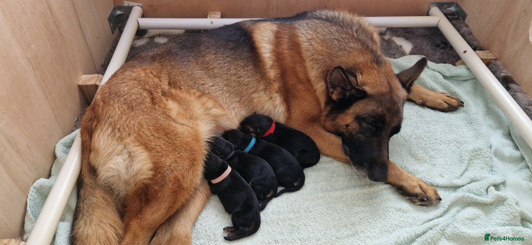 German Shepherd dogs for sale: KC registered German shepherd puppies - Image 6