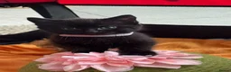 Mixed Breed cats for sale: FREE 3 Tuxedo Kittens + 1 Black kitten 4 Adpotion - Advert 7