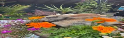 Harlequin rabbits for sale: Harlequinn Buck - Advert 5