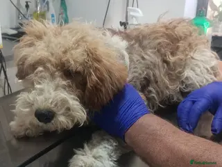 Fox Terrier dogs 🐾❤️ HERO — THE BOY WHO KEPT COMING BACK ❤️🐾 - Advert 1