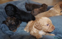 Cockapoo dogs for sale: Gorgeous cockerpoo  puppies for sale  - Image 24