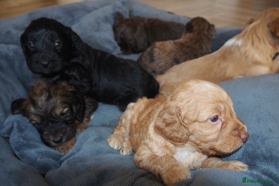Cockapoo dogs for sale: Gorgeous cockerpoo  puppies for sale  - Image 24