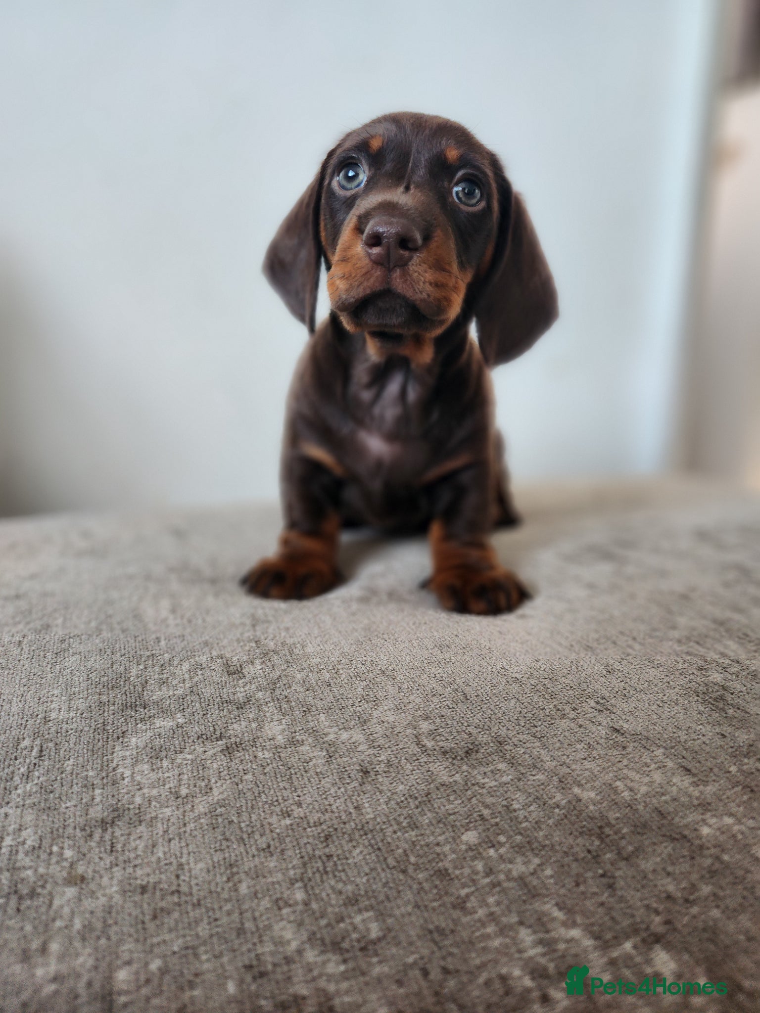Miniature Dachshund dogs Beautiful miniature Daschunds for sale  - Advert 1