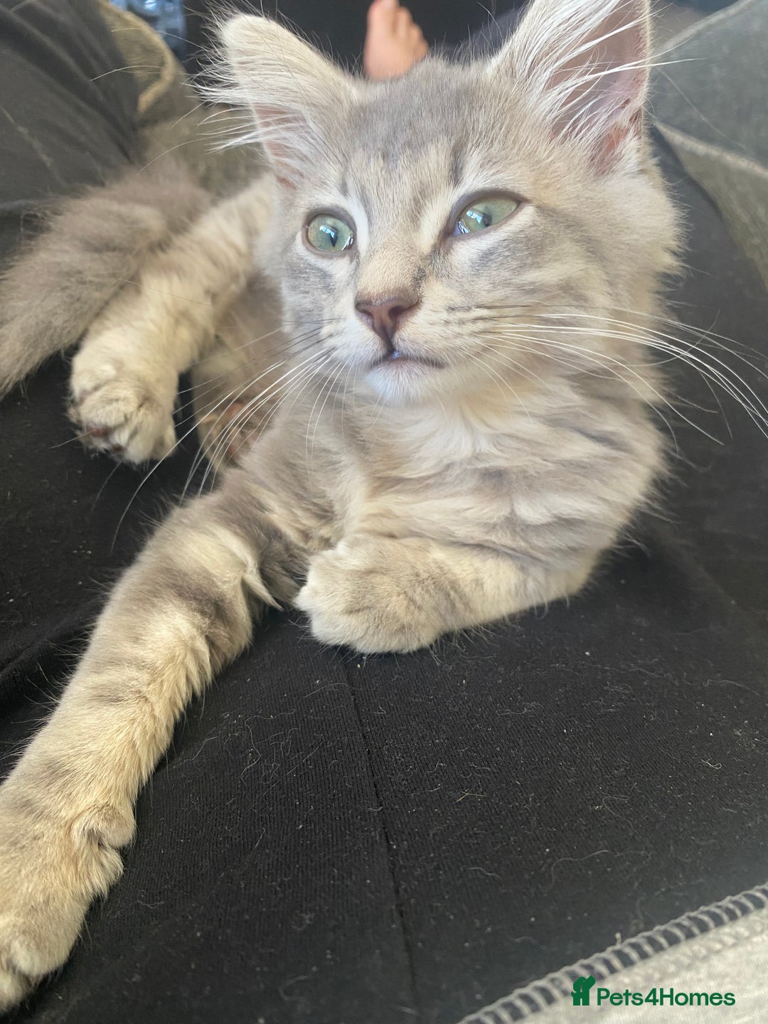 British Longhair cats for sale: Beautiful grey kitten  - Image 3