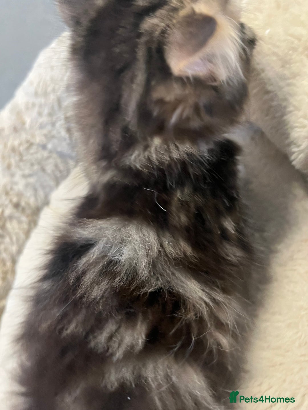 Mixed Breed cats for sale: 🐾 5 Stunning Boy & Girl Kittens  - Advert 7