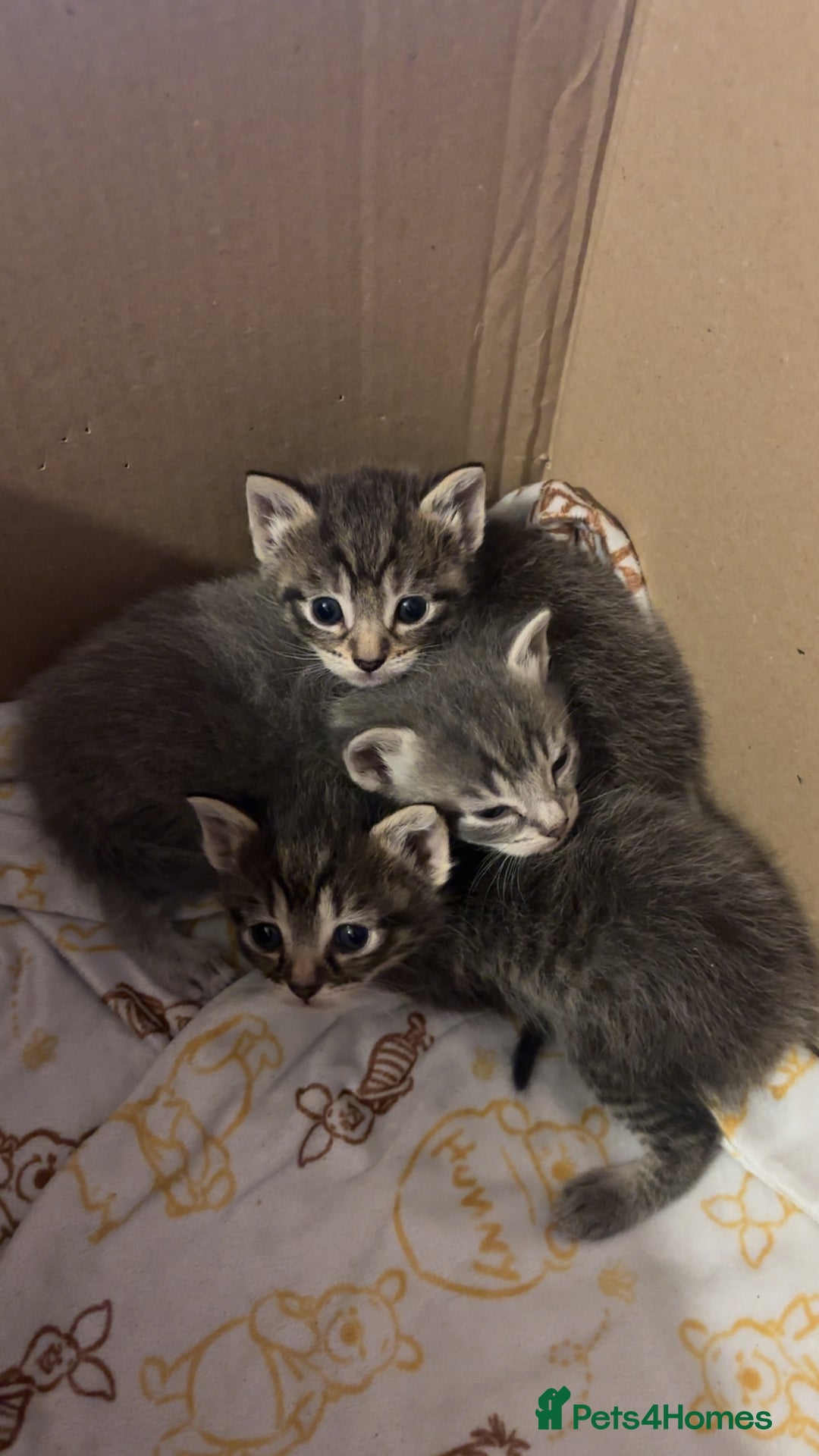 Mixed Breed cats for sale: Three kittens  - Advert 3