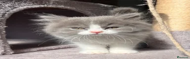 Selkirk Rex 2