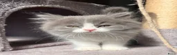 Selkirk Rex cats for sale: Gorgeous Selkirk rex kittens 😻 - Advert 36