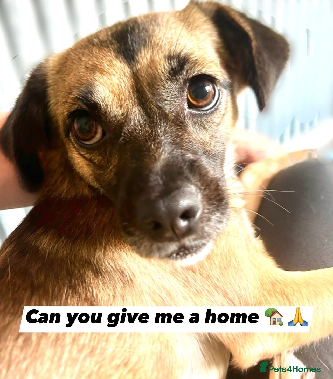 Mixed Breed dogs Meet Marlene  11 months old  6.5 kg Romanian mix  - Advert 10
