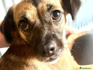 Mixed Breed dogs Meet Marlene 11 months old 6.5 kg Romanian mix - Advert 10