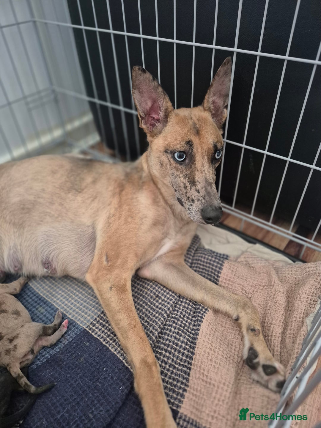Whippet dogs for sale: Whippet puppies for sale  - Image 11