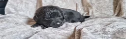 Mixed Breed dogs for sale: 1 black male newfador left  - Advert 3