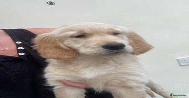 Golden Retriever dogs - Advert 9