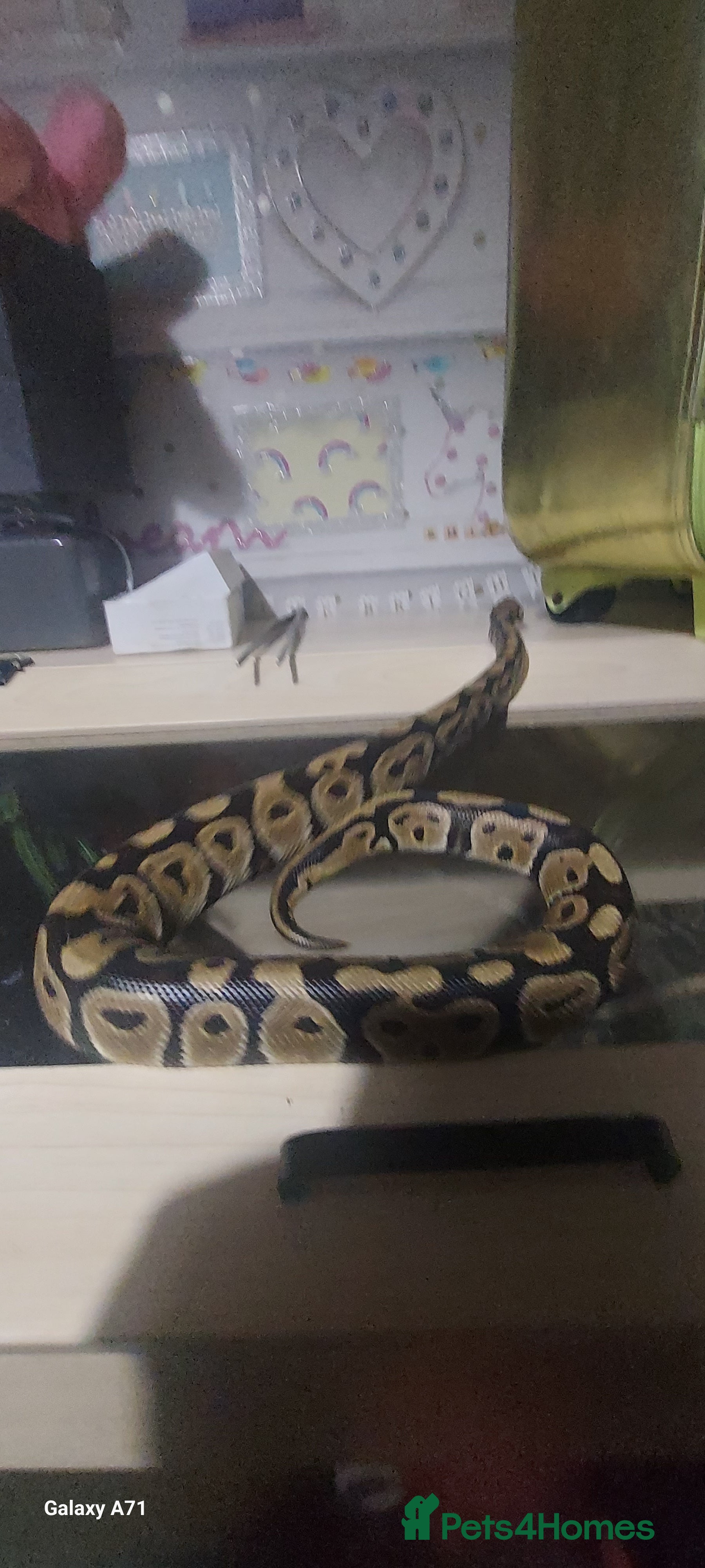 Python Snake reptiles Snake starter set up full - Advert 3