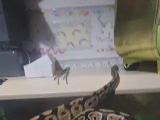 Python Snake reptiles Snake starter set up full - Advert 3