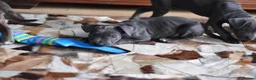 American Bull Staffy dogs for sale: American Staffordshire Terrier - Advert 24