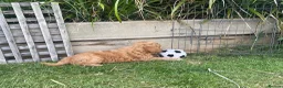 Australian Labradoodle dogs for sale: Australian Labradoodle Puppies Only 2 Remaining - Advert 7