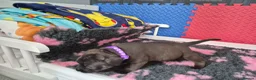 Staffordshire Bull Terrier dogs for sale: Staffordshire bull terrier pups in Leeds - Advert 24