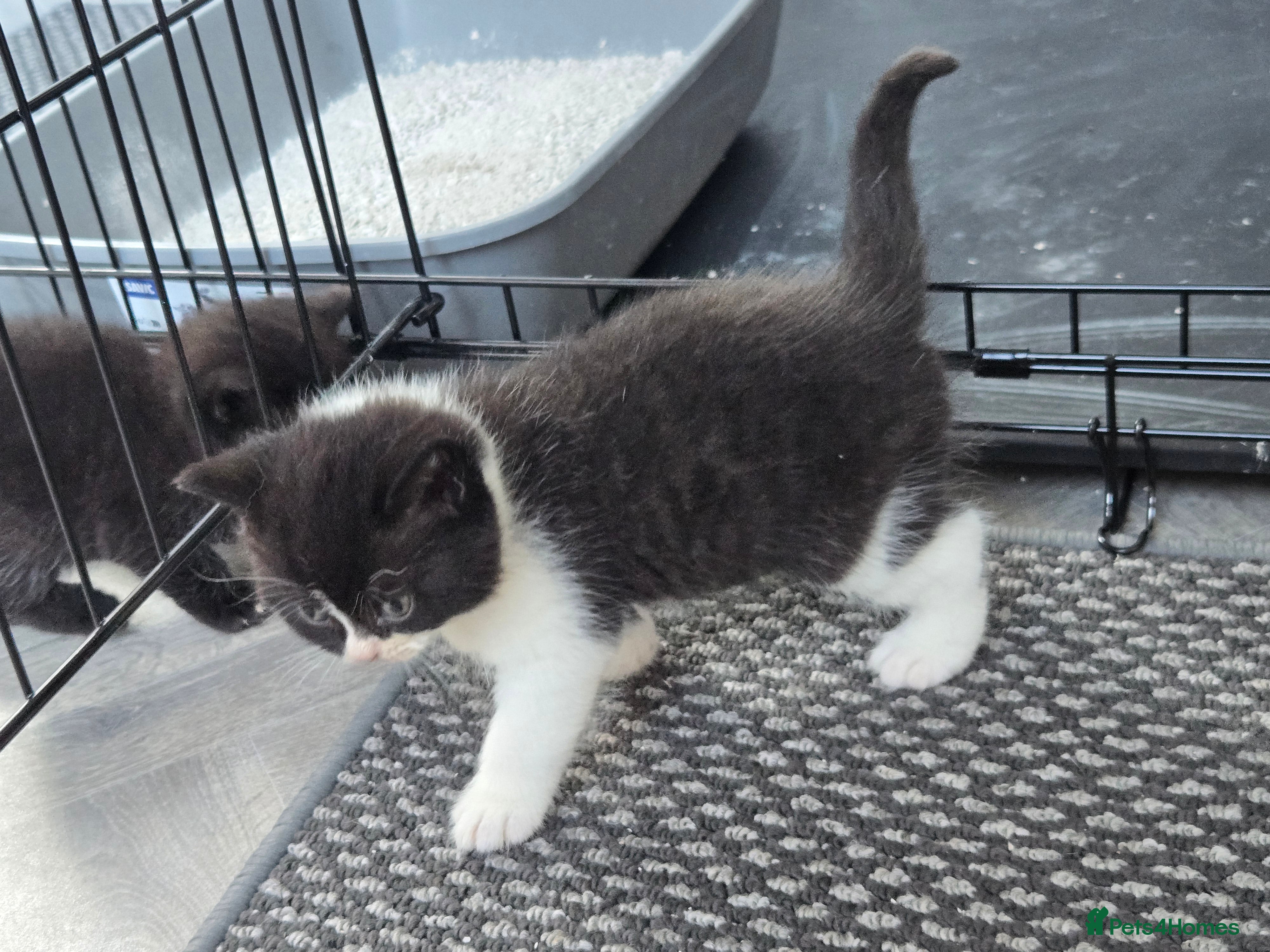 British Shorthair cats Only 3 TICA reg BSH male kittens left - Advert 2