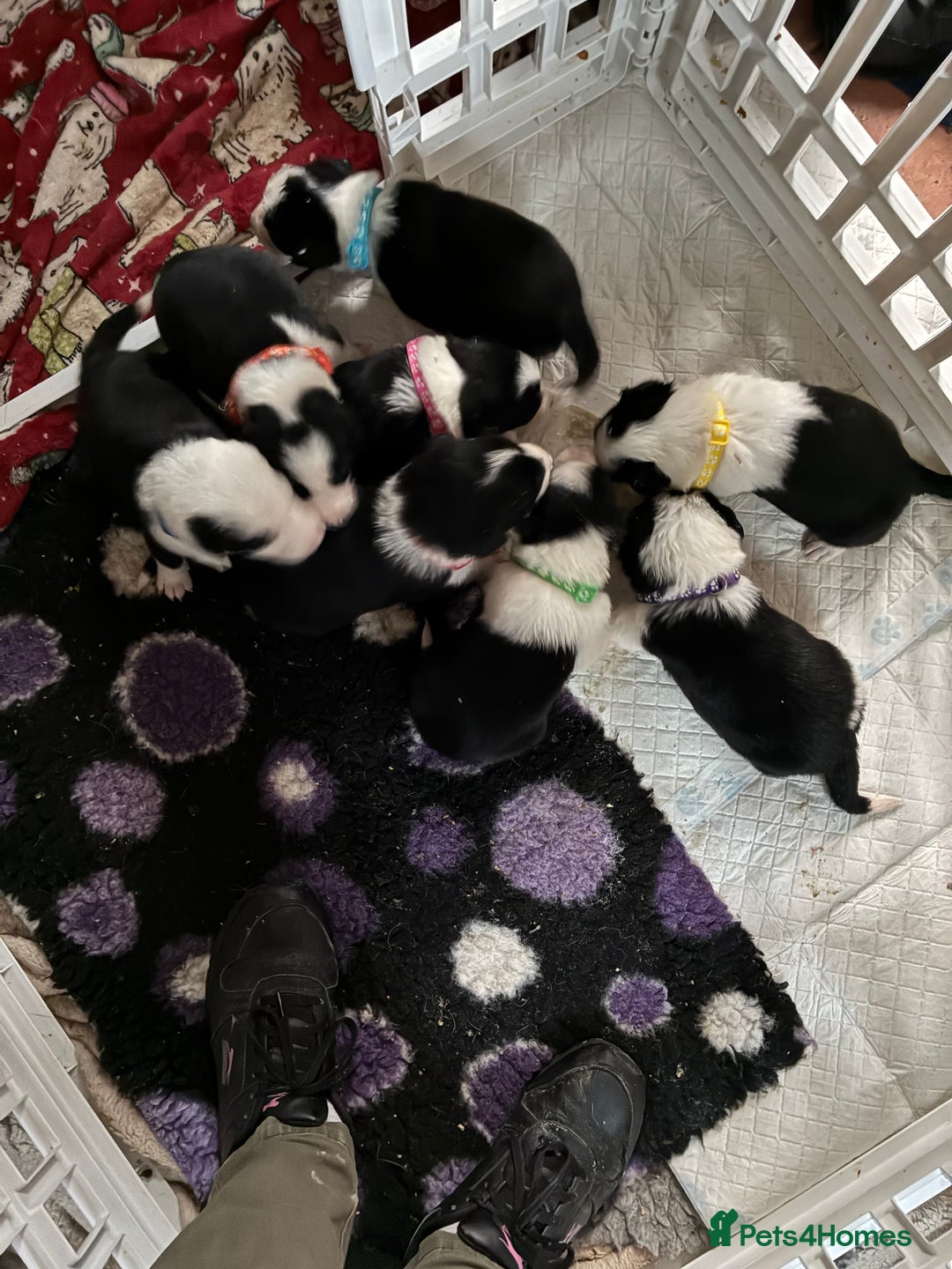 Border Collie dogs for sale: Beautiful puppies  - Advert 4