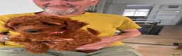 Cockapoo dogs for sale: 1 beautiful red home raised cockapoo av. 2 weeks - Advert 4