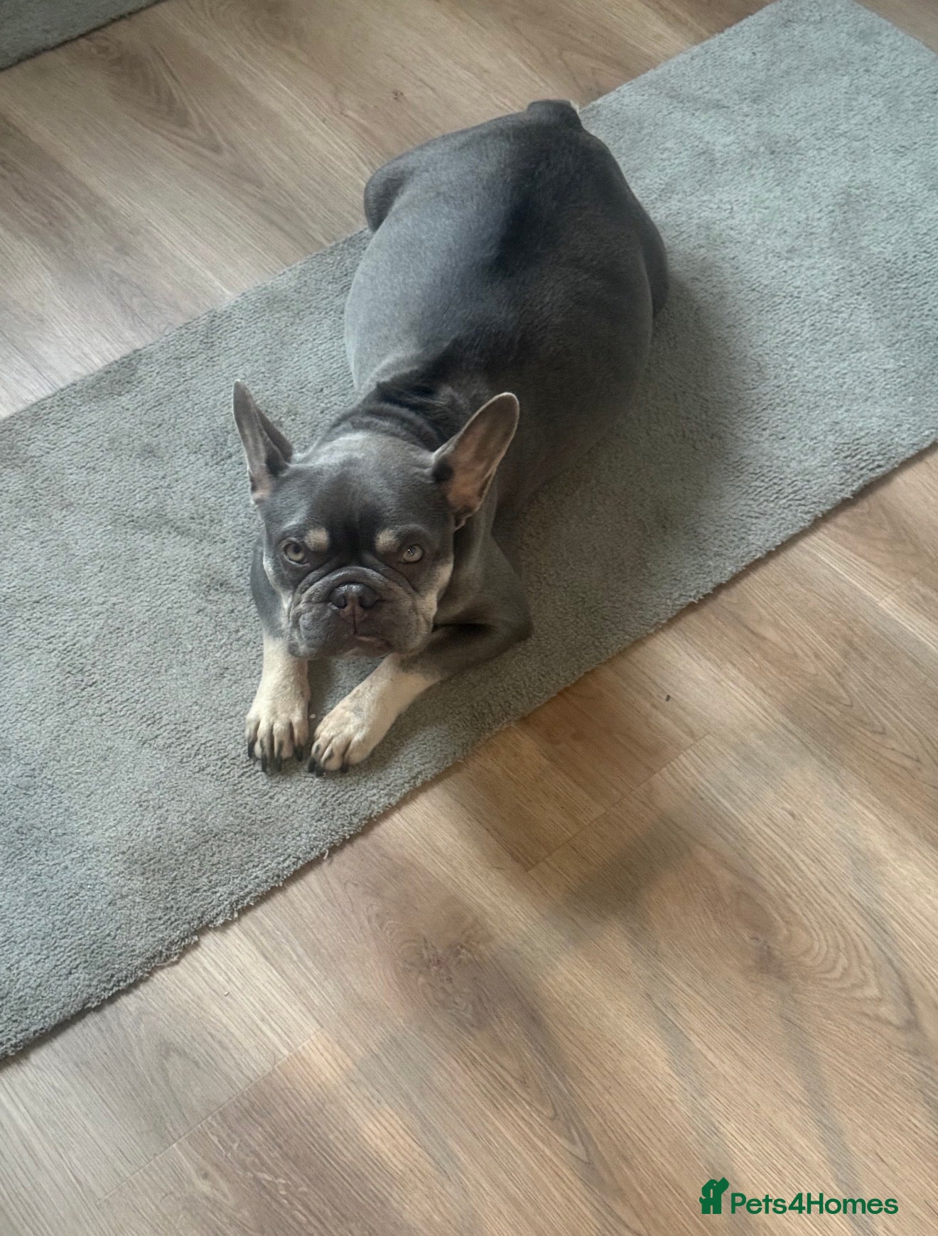 French Bulldog dogs 🐾 Disney Villain Frenchie Litter 🐾  - Advert 2