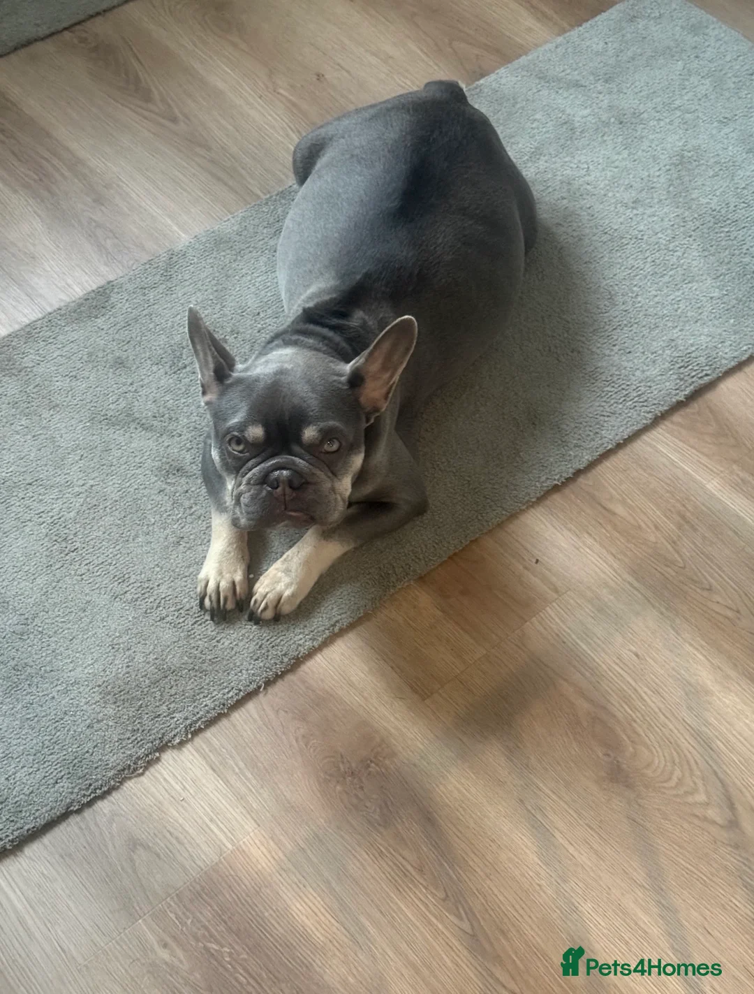 French Bulldog dogs for sale: 🐾 Disney Villain Frenchie Litter 🐾  - Advert 1