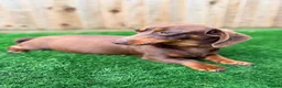 Miniature Dachshund dogs for sale: Miniature dachshunds looking for forever homes 🐾 - Advert 7