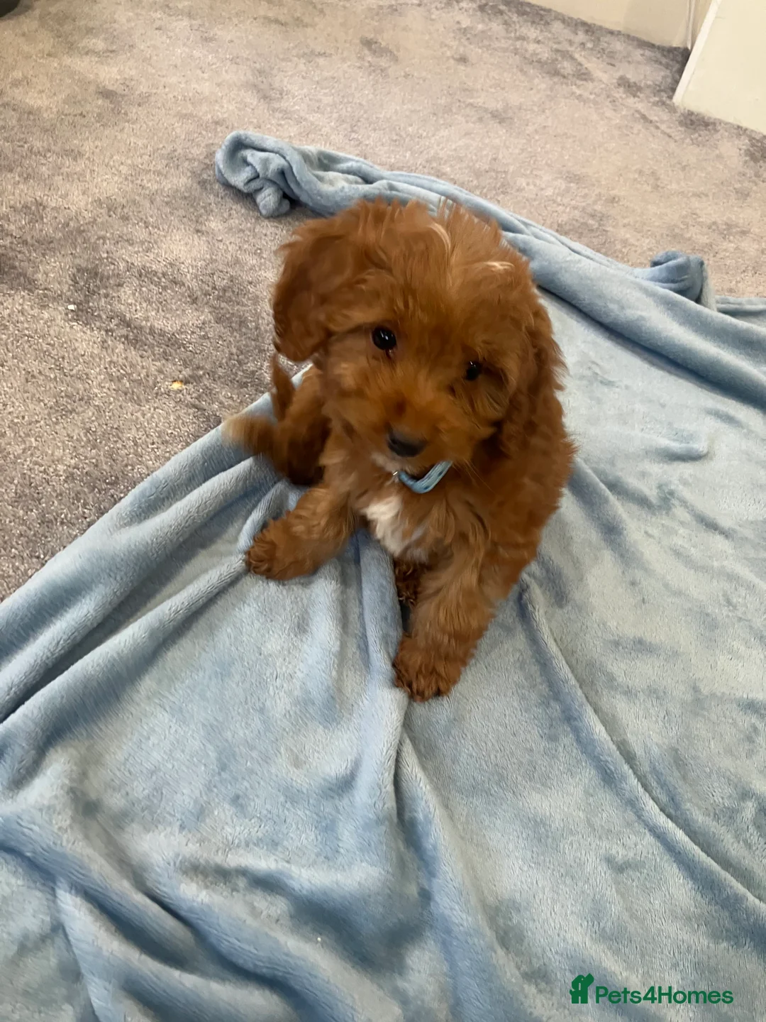 Cockapoo dogs for sale: Our darling cockapoos 🥰 - Advert 8