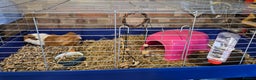 Guinea Pig rodents for sale: Two female Guinea Pigs plus cage/food - Advert 2