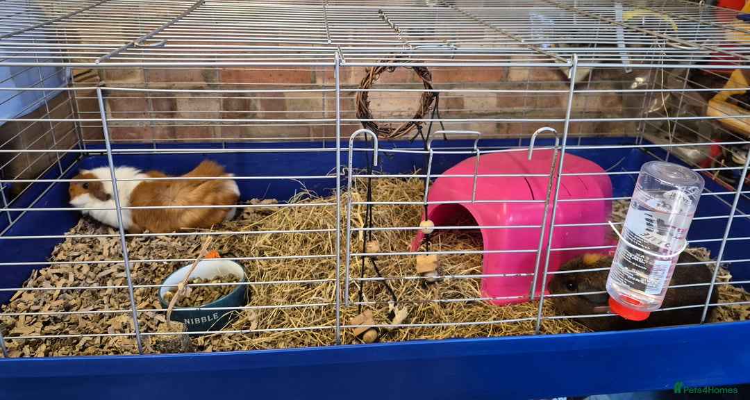 Guinea Pig rodents for sale: Two female Guinea Pigs plus cage/food - Advert 2