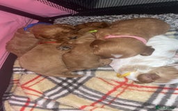 Cavapoo dogs for sale: F1 Cavapoos  - Image 13