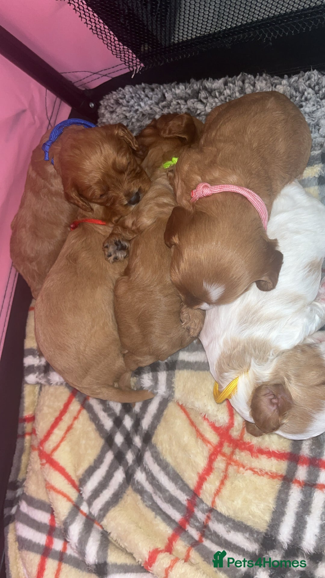 Cavapoo dogs for sale: F1 Cavapoos  - Image 13