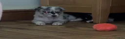 Border Collie dogs for sale: 7 Gorgeous Grey Merle Puppies  in Flint - Advert 3