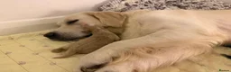 Goldendoodle dogs for sale: Mesmerising miniature golden doodle babys - Advert 16