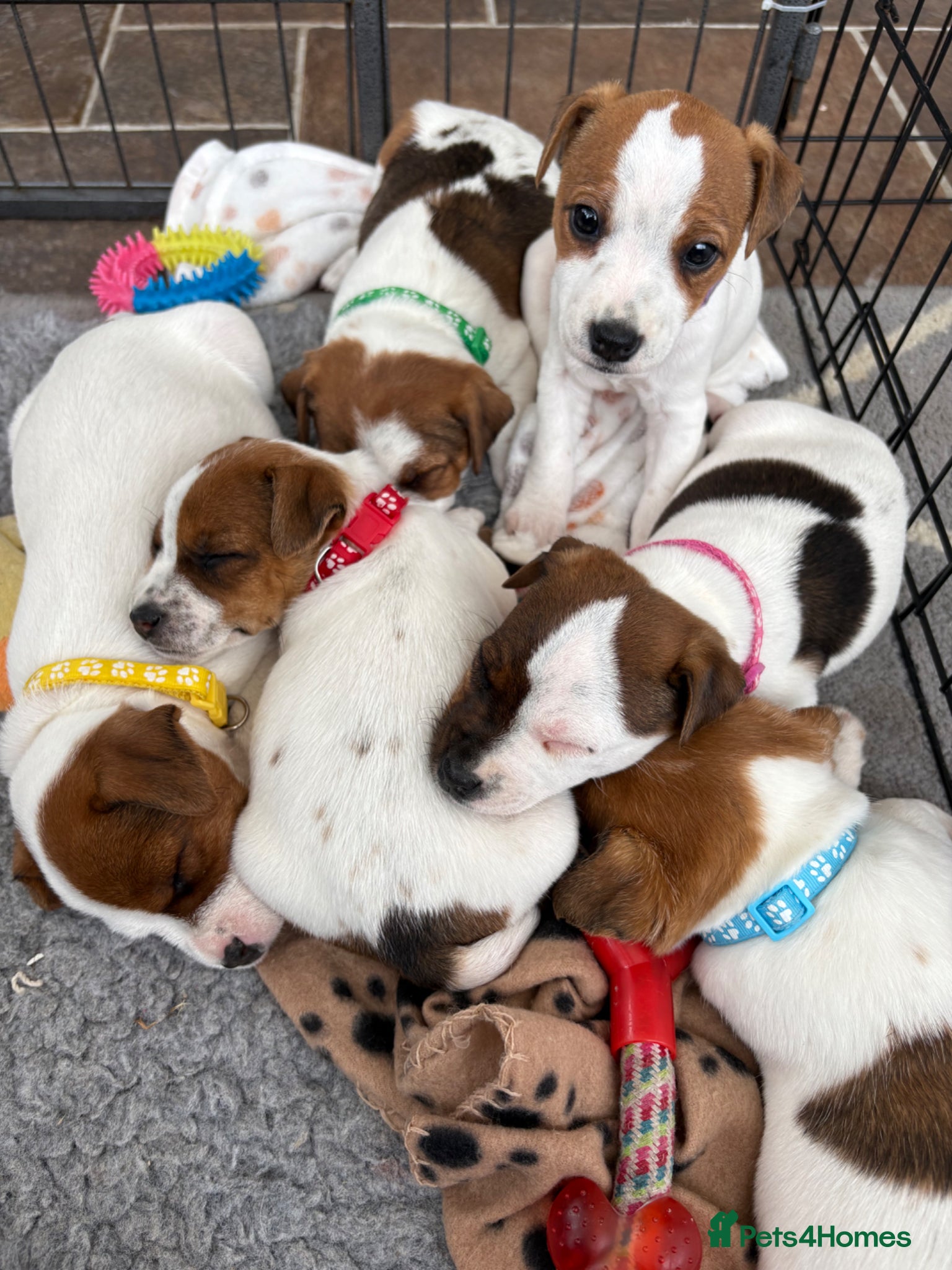 Jack Russell dogs KC Registered Jack Russell Puppies - Advert 1