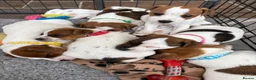 Jack Russell dogs for sale: KC Registered Jack Russell Puppies - Advert 6
