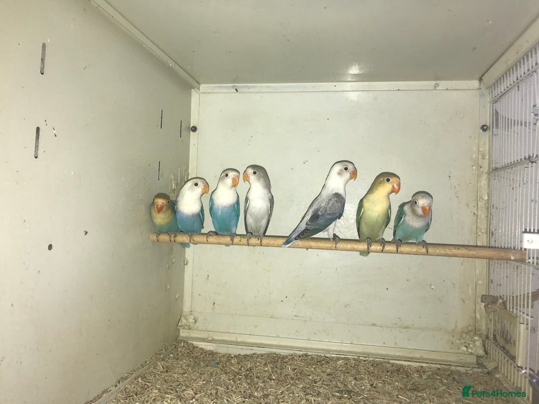 Lovebirds birds for sale: Fischer’s lovebirds  - Image 6