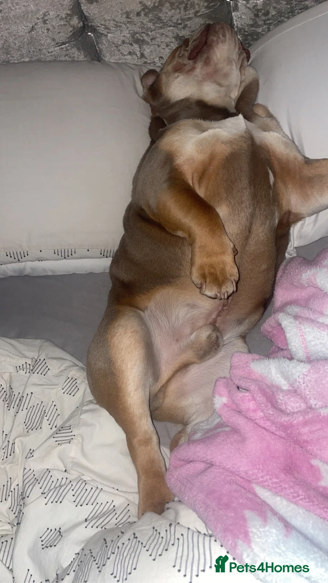 English Bulldog dogs for sale: English bulldog  in Flint - Advert 10