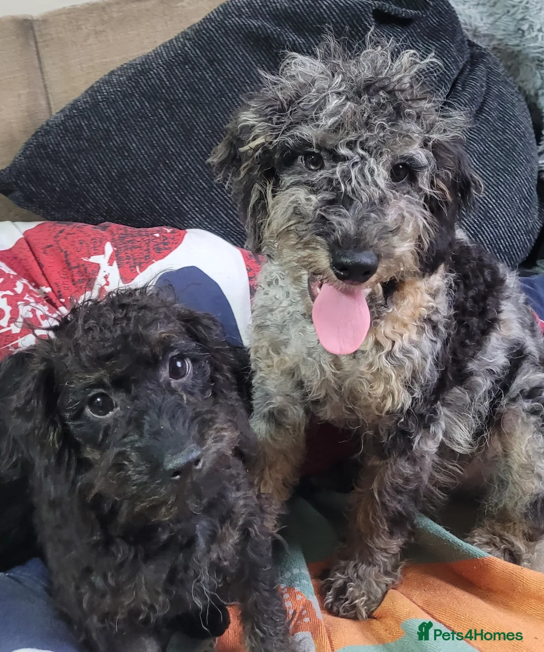 Labradoodle dogs for sale: Labradoodle puppies - Advert 21
