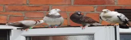 Pigeons birds for sale: TAME Adult Pet Pigeons & Pairs [Fancy Breeds] - Advert 2